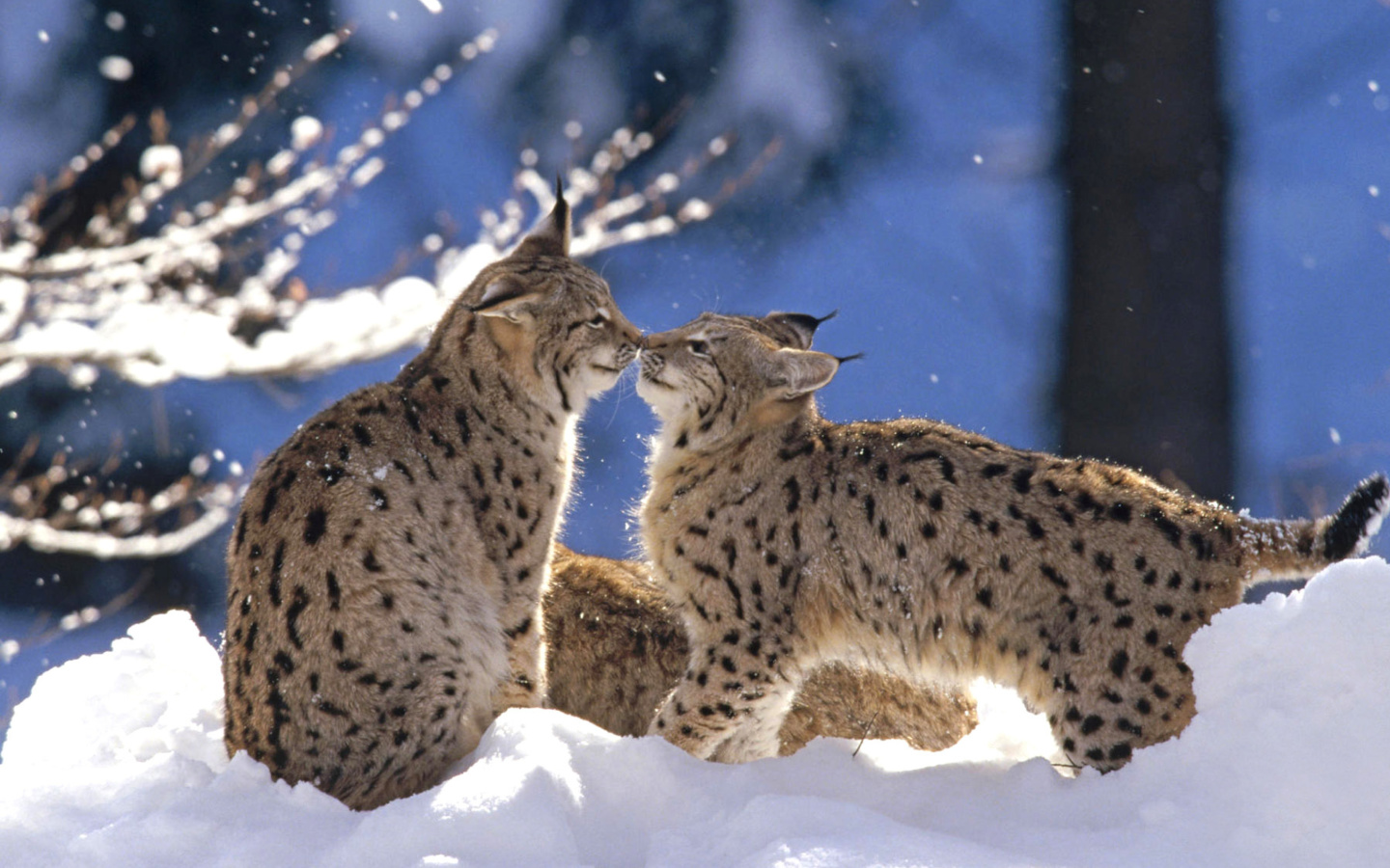 Обои Lynx Cubs 1440x900