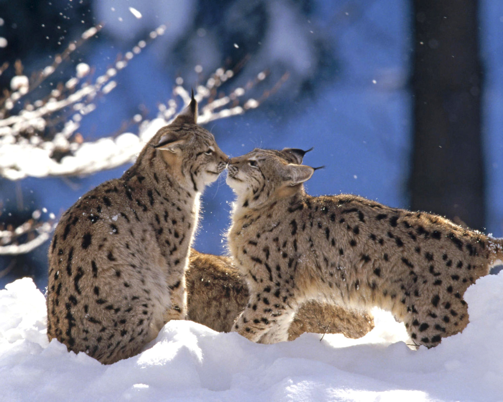 Обои Lynx Cubs 1600x1280