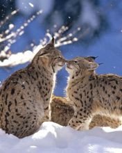 Das Lynx Cubs Wallpaper 176x220