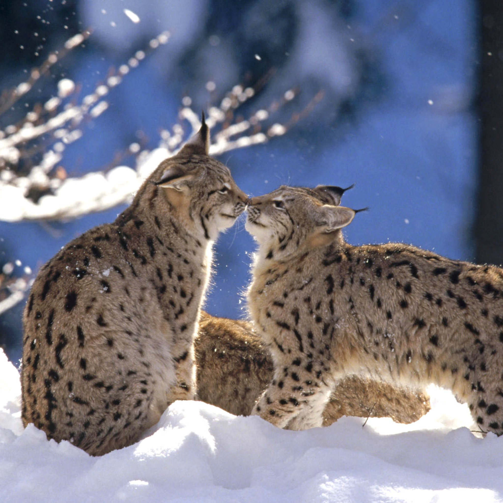 Das Lynx Cubs Wallpaper 2048x2048