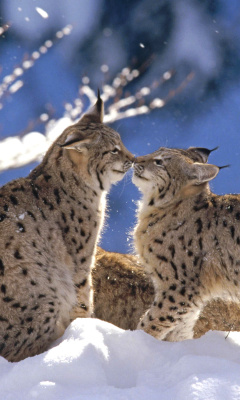 Das Lynx Cubs Wallpaper 240x400