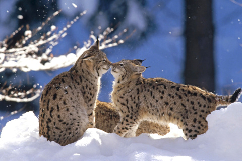 Das Lynx Cubs Wallpaper 480x320