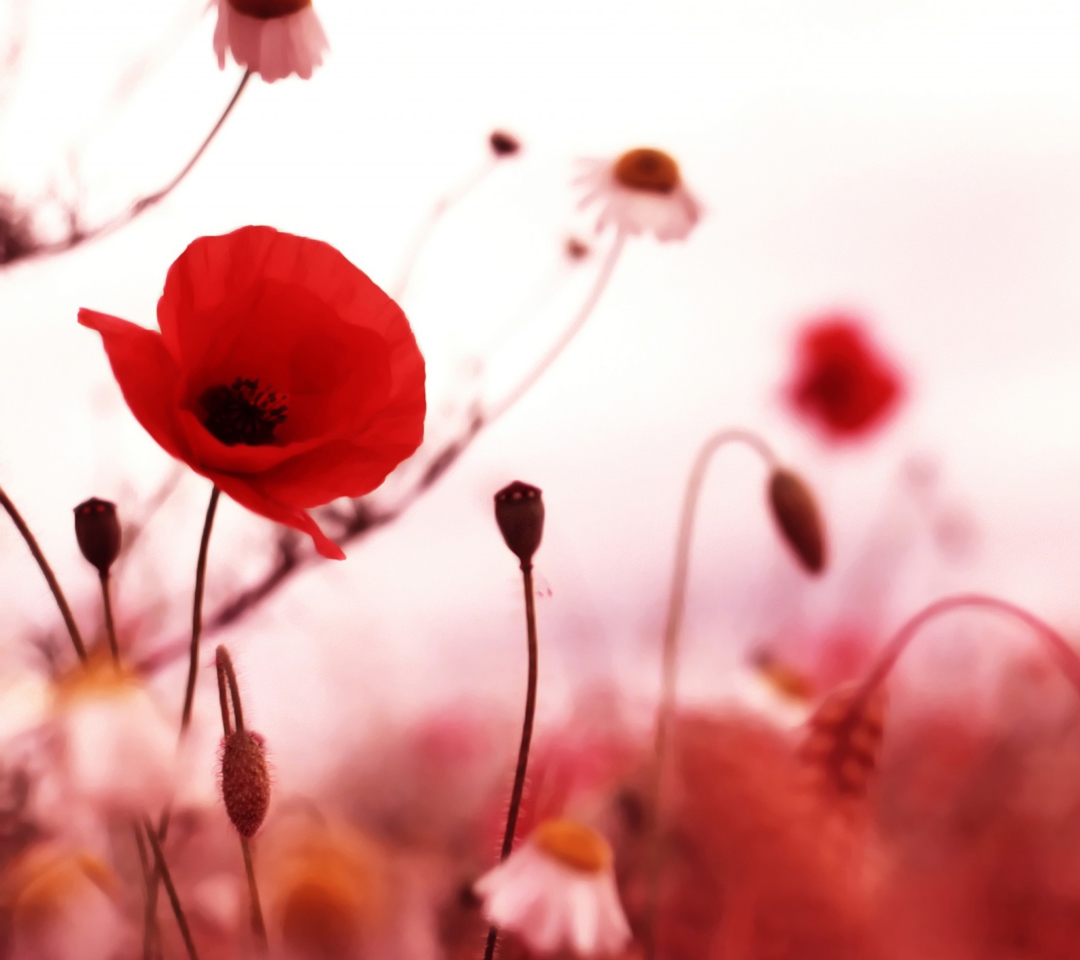 Beautiful Red Poppy wallpaper 1080x960