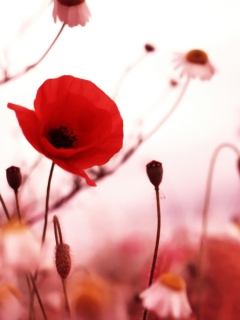 Screenshot №1 pro téma Beautiful Red Poppy 240x320