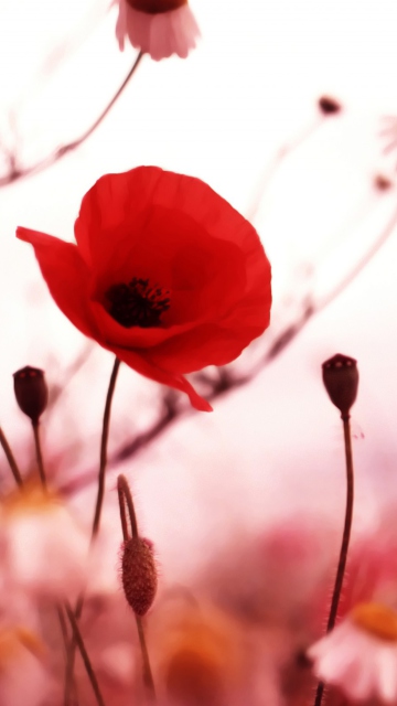 Beautiful Red Poppy wallpaper 360x640