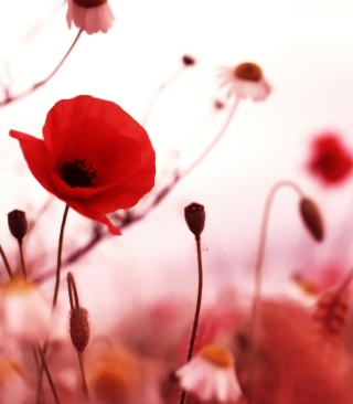 Beautiful Red Poppy Background for LG Prada II