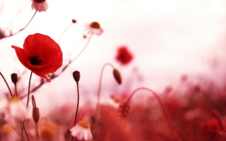 Beautiful Red Poppy sfondi gratuiti per LG KH5200 Andro-1
