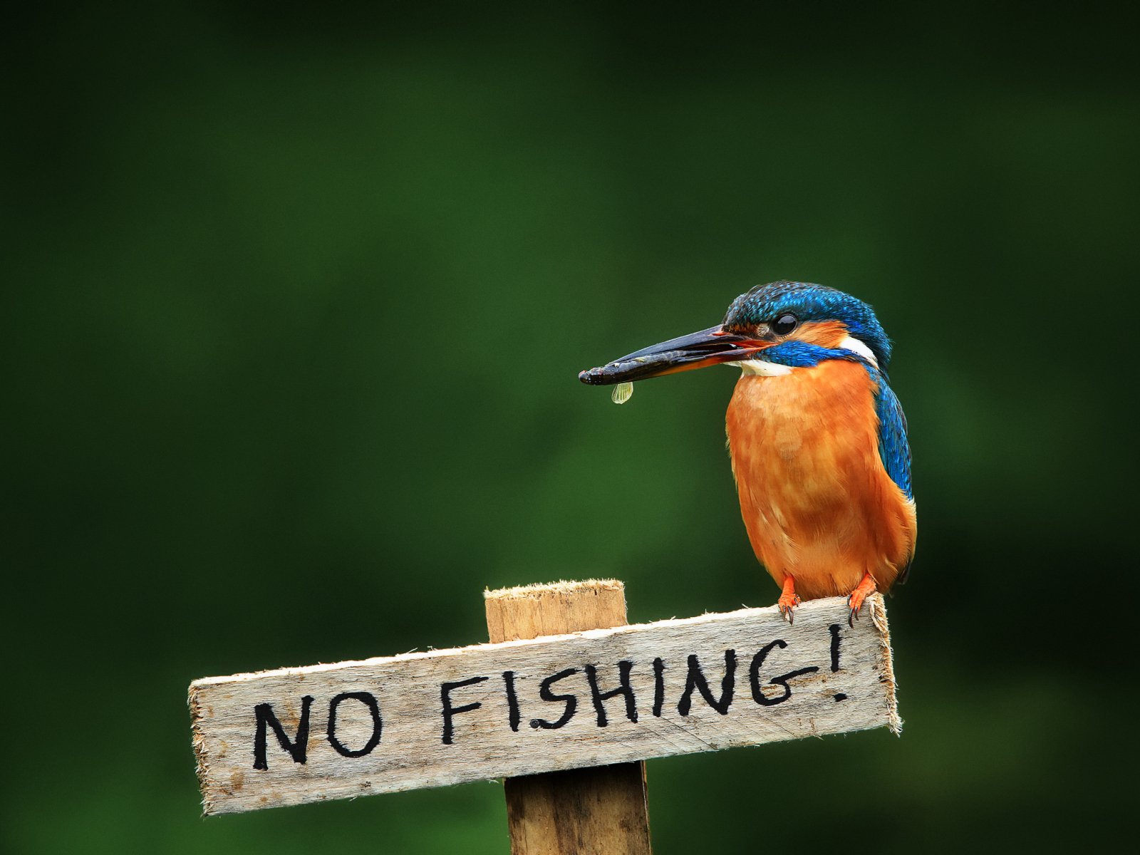 Kingfisher Bird screenshot #1 1600x1200