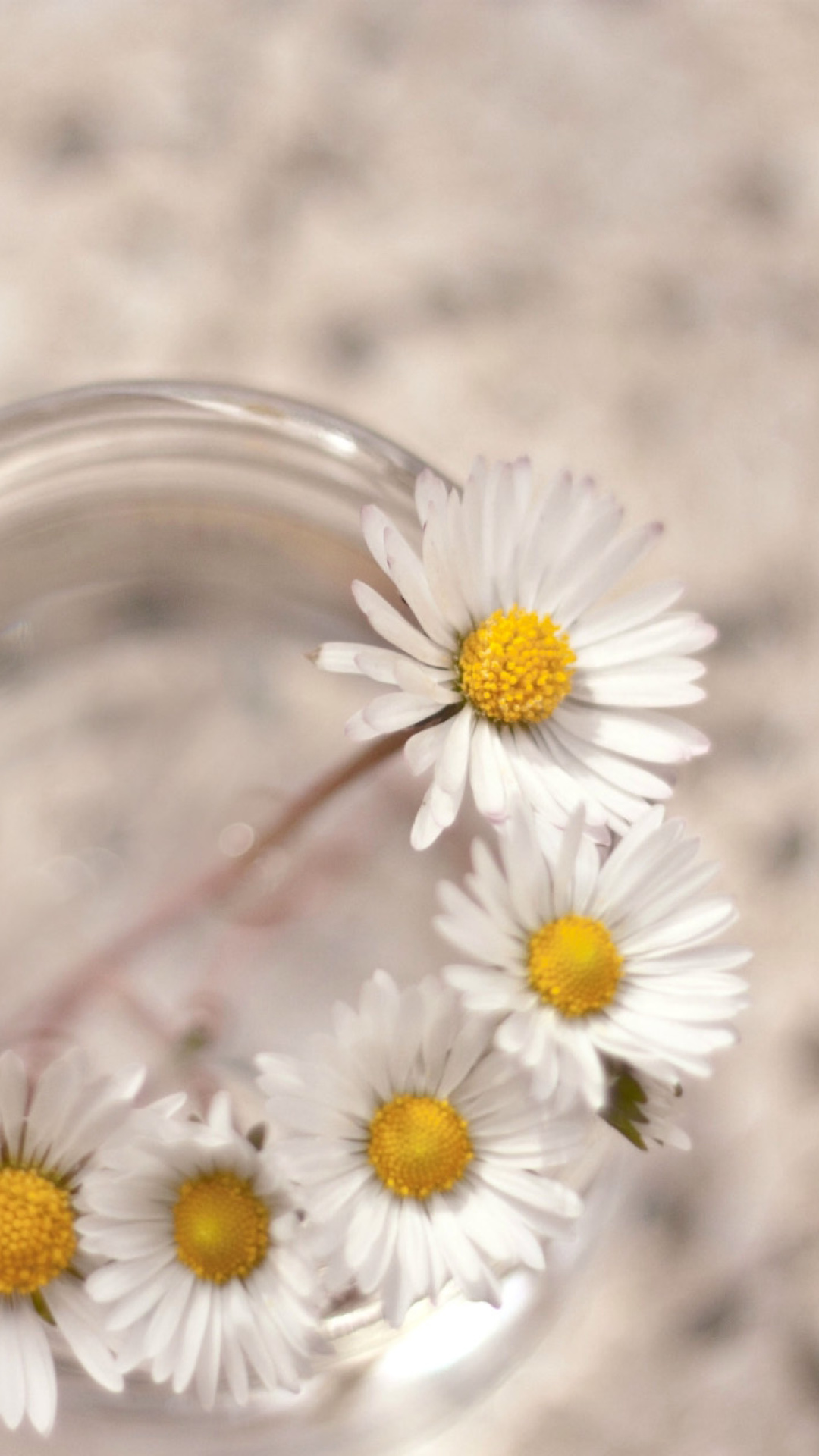 Daisies on white background wallpaper 1080x1920