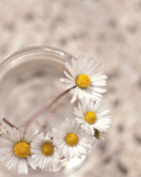 Daisies on white background screenshot #1 128x160