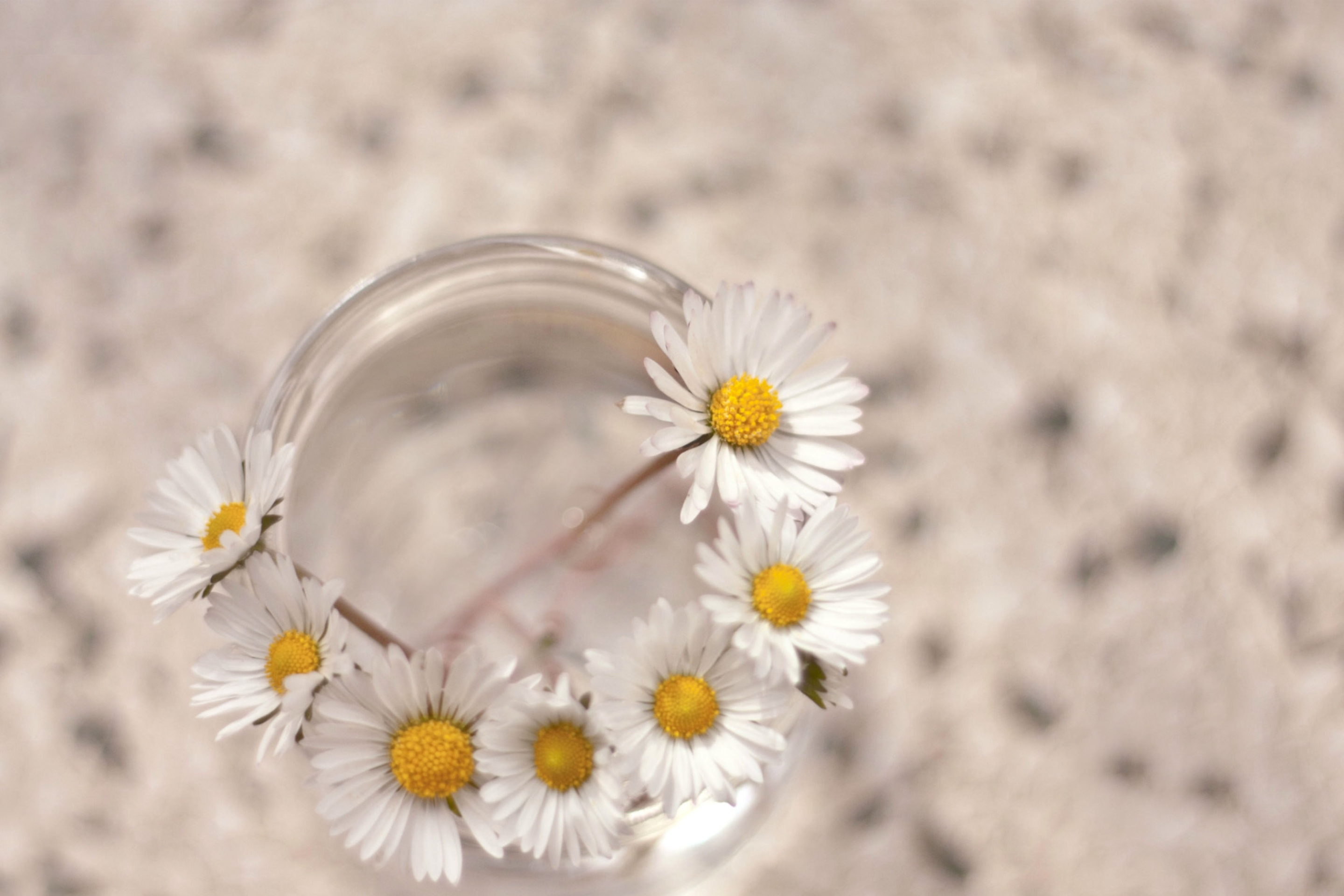 Sfondi Daisies on white background 2880x1920