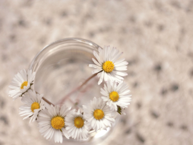 Daisies on white background wallpaper 640x480