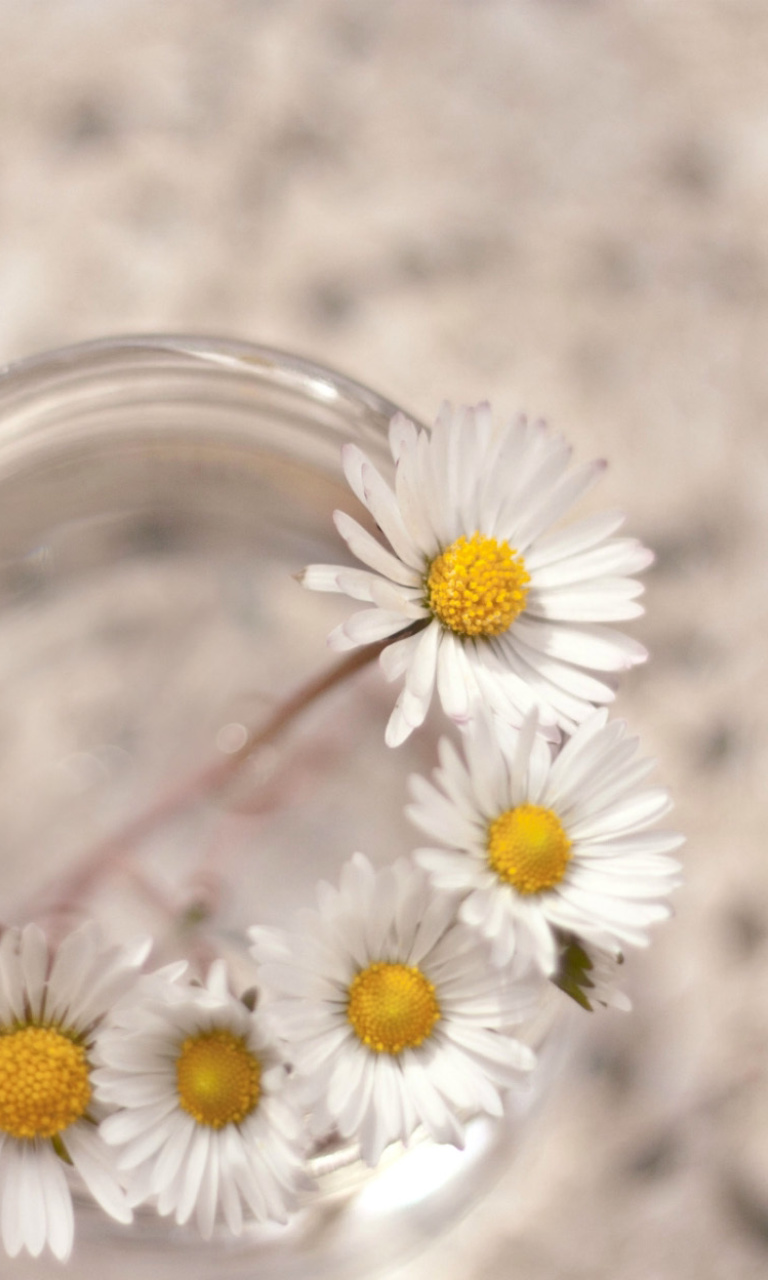 Das Daisies on white background Wallpaper 768x1280