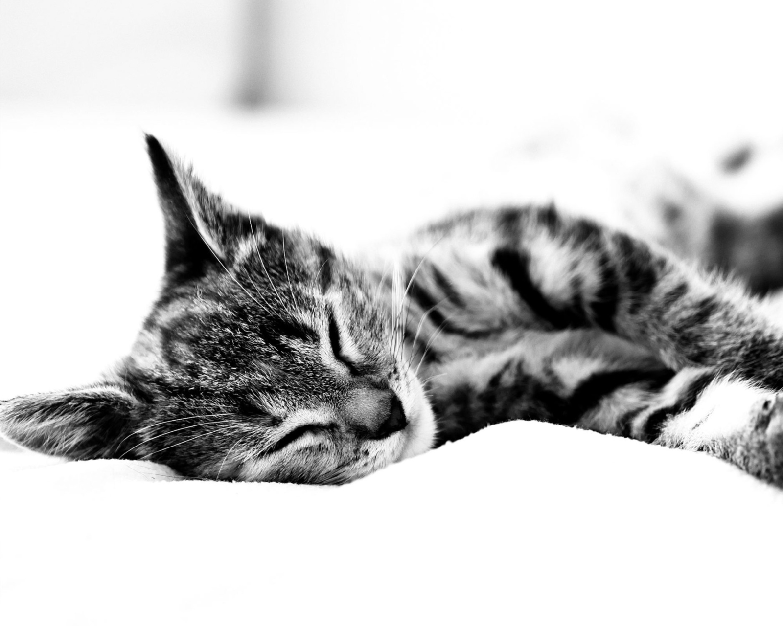 Fondo de pantalla Sleepy Cat 1600x1280