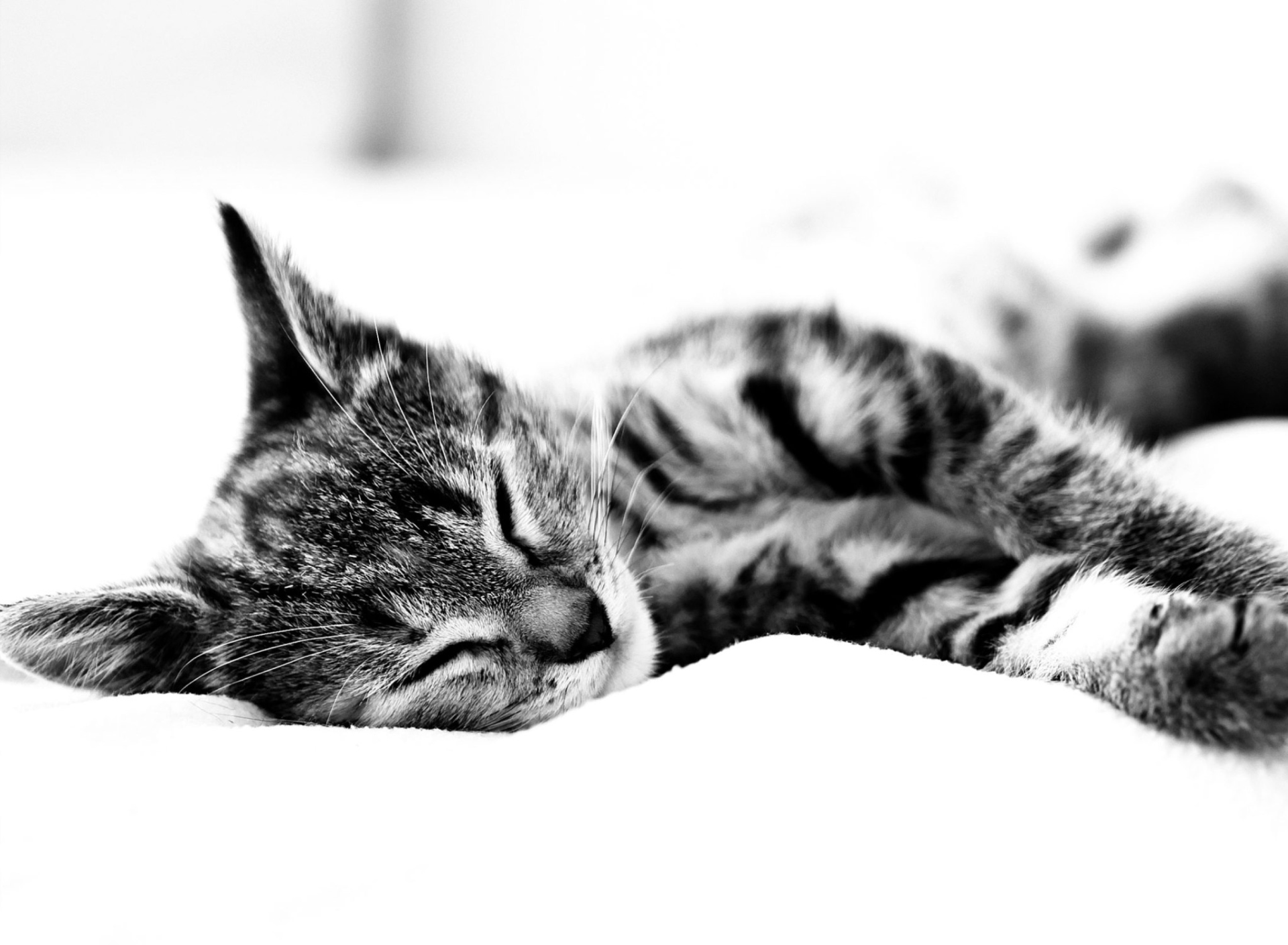 Sfondi Sleepy Cat 1920x1408