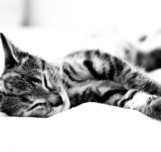 Sleepy Cat - Obrázkek zdarma pro 128x128