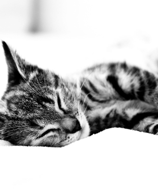 Sleepy Cat - Obrázkek zdarma pro 360x640