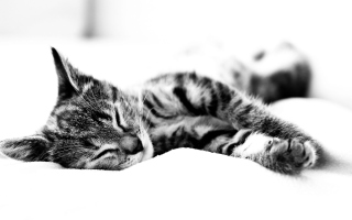 Sleepy Cat - Obrázkek zdarma pro 1280x800