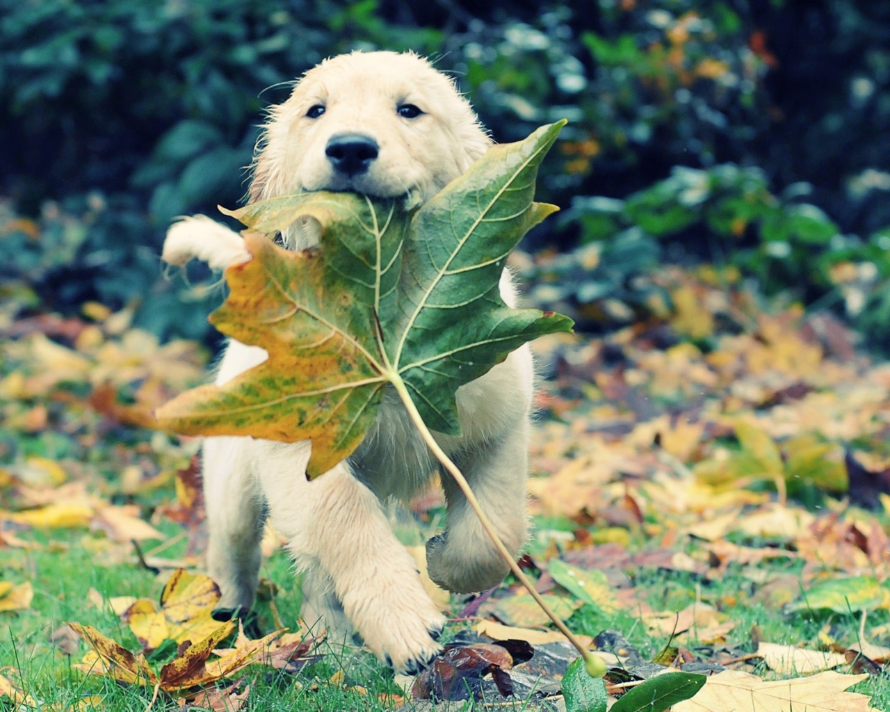 Das Dog And Leaf Wallpaper 1280x1024