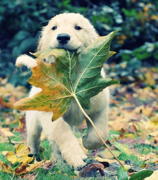 Dog And Leaf - Obrázkek zdarma pro 320x480