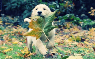 Dog And Leaf - Obrázkek zdarma pro 1280x1024