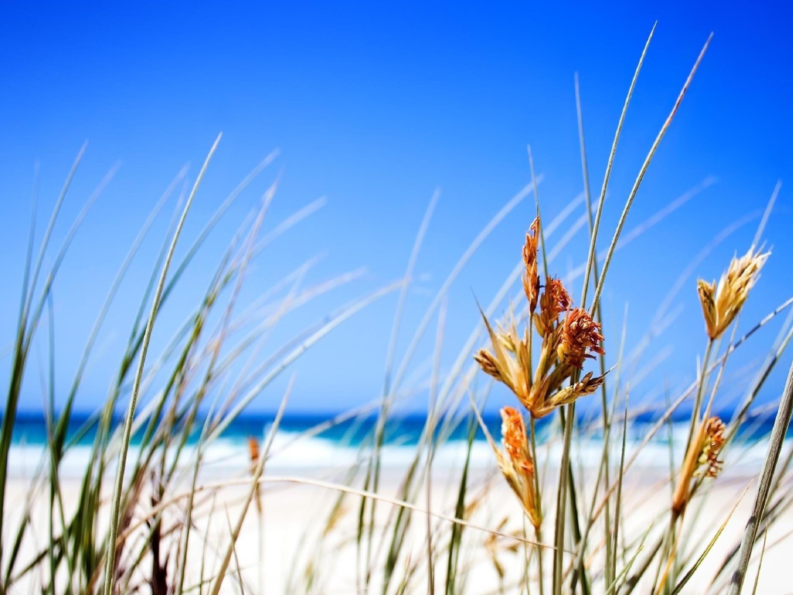 Screenshot №1 pro téma Dune, Grass At Beach 1600x1200