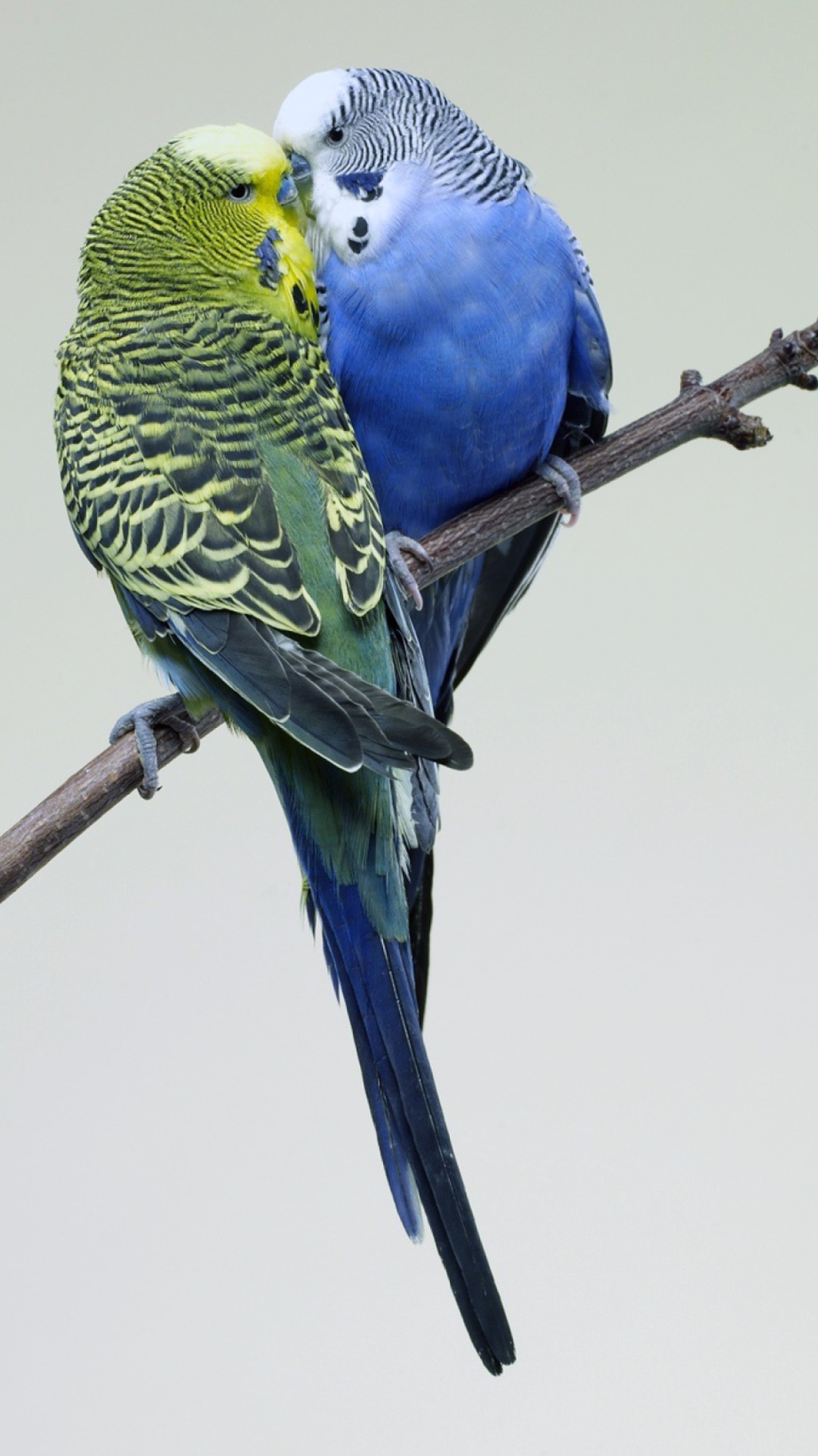 Screenshot №1 pro téma Kissing Parrots 1080x1920