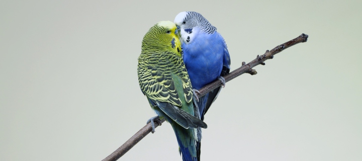 Kissing Parrots screenshot #1 720x320