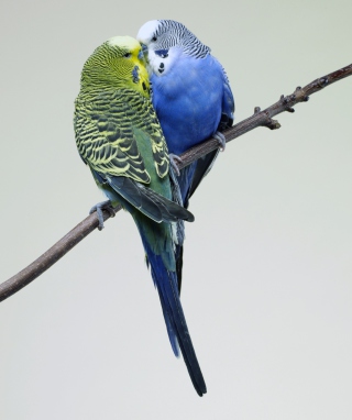 Kostenloses Kissing Parrots Wallpaper für Nokia X1-01