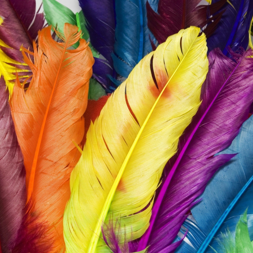 Fondo de pantalla Colorful Feathers 1024x1024
