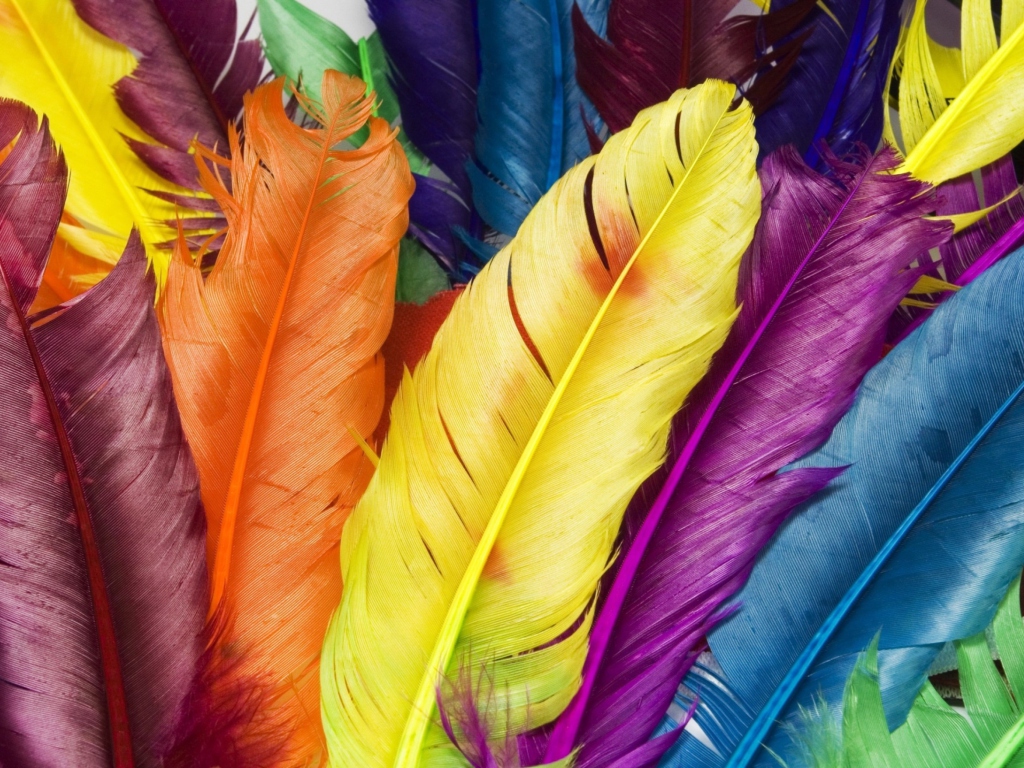 Colorful Feathers wallpaper 1024x768