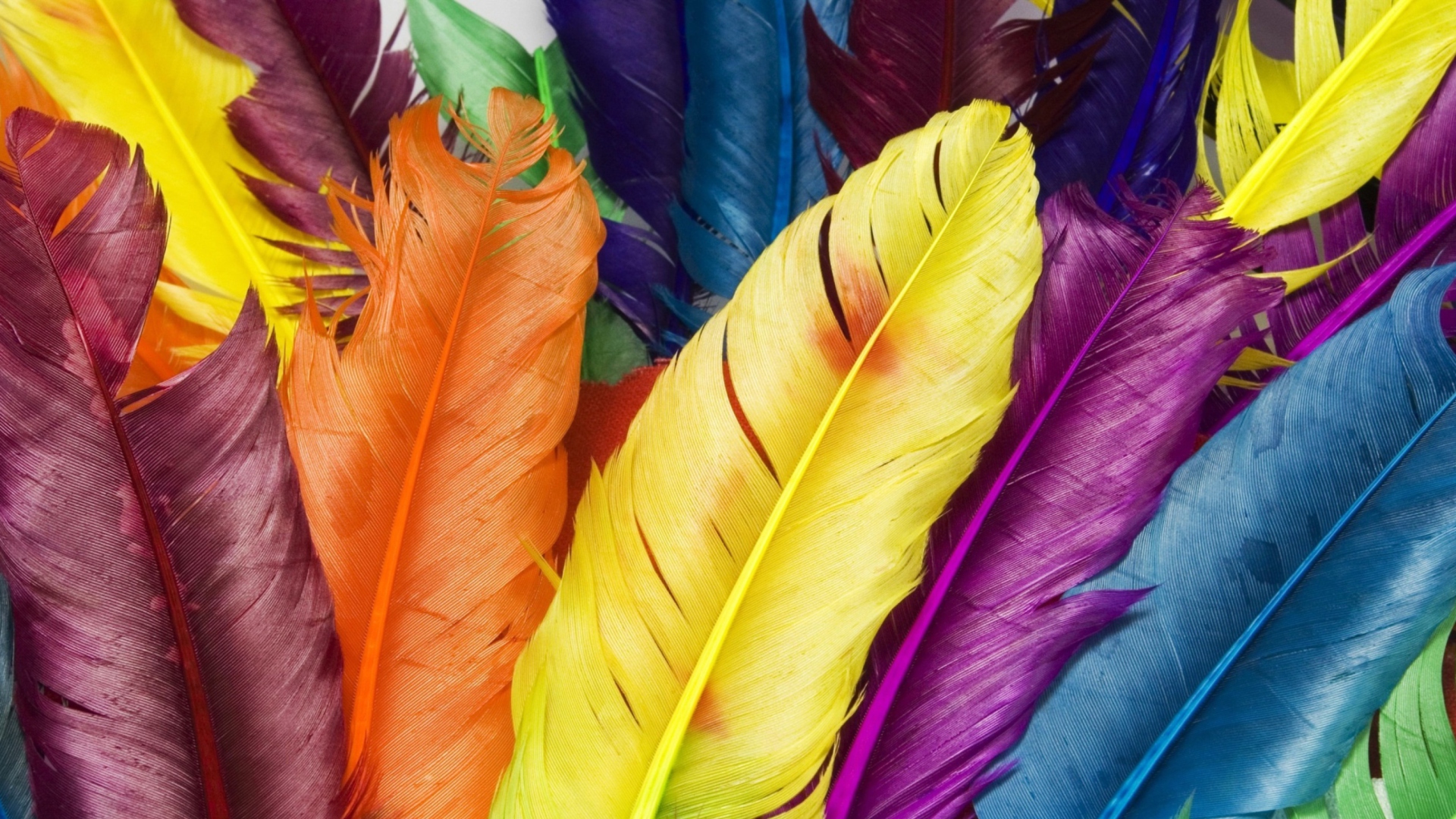 Das Colorful Feathers Wallpaper 1920x1080