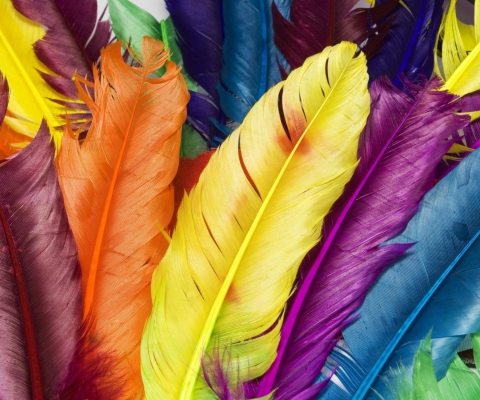 Sfondi Colorful Feathers 480x400