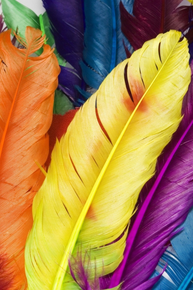 Das Colorful Feathers Wallpaper 640x960