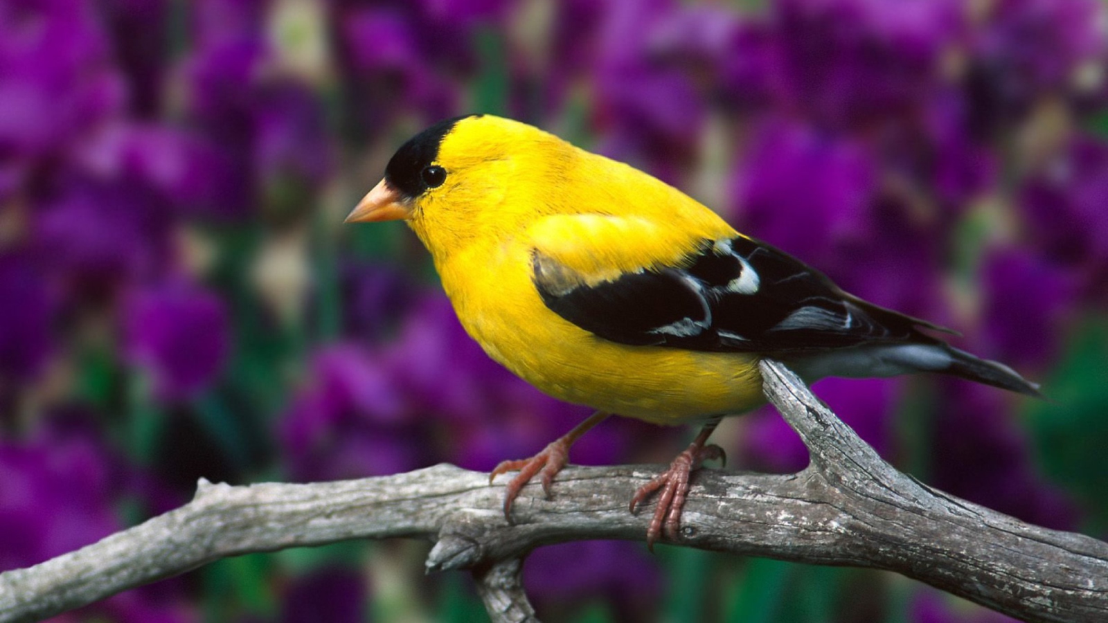 Screenshot №1 pro téma Male American Goldfinch 1600x900