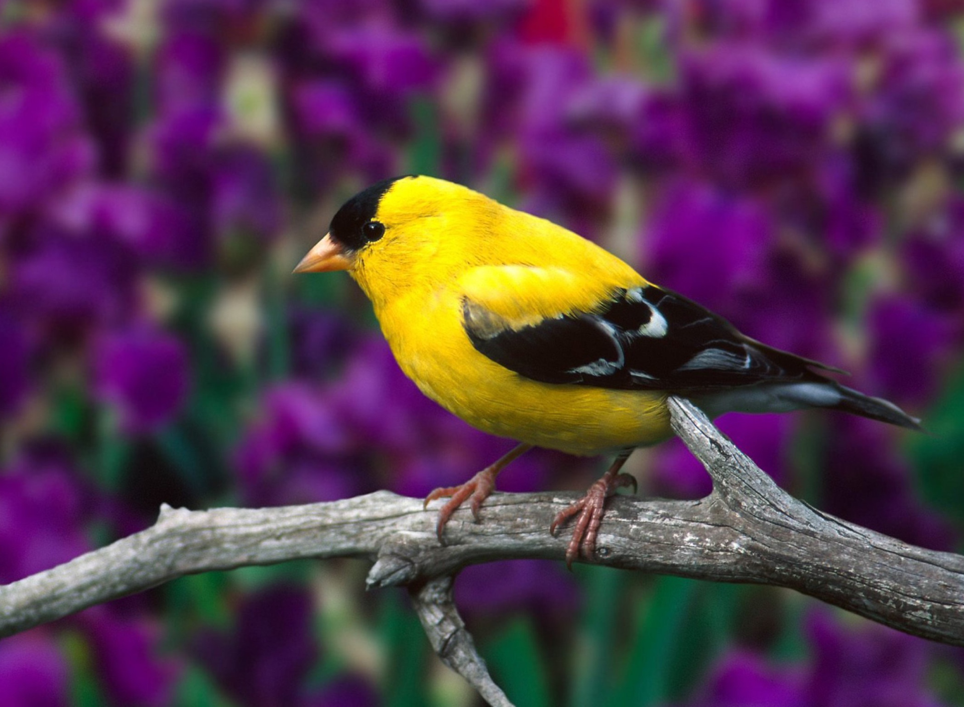 Male American Goldfinch wallpaper 1920x1408