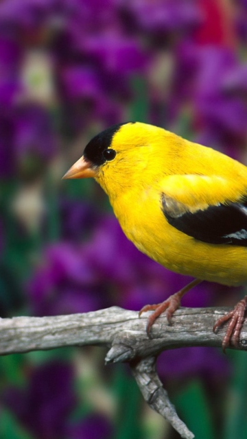 Das Male American Goldfinch Wallpaper 360x640