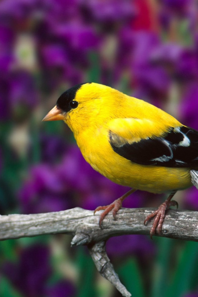 Screenshot №1 pro téma Male American Goldfinch 640x960