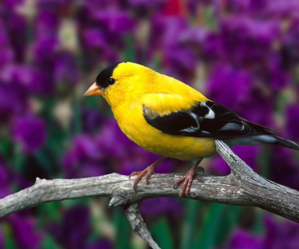 Male American Goldfinch wallpaper 960x800