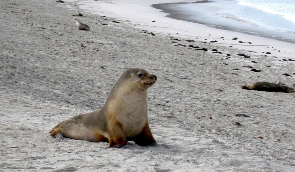 Seal Beach screenshot #1 1024x600