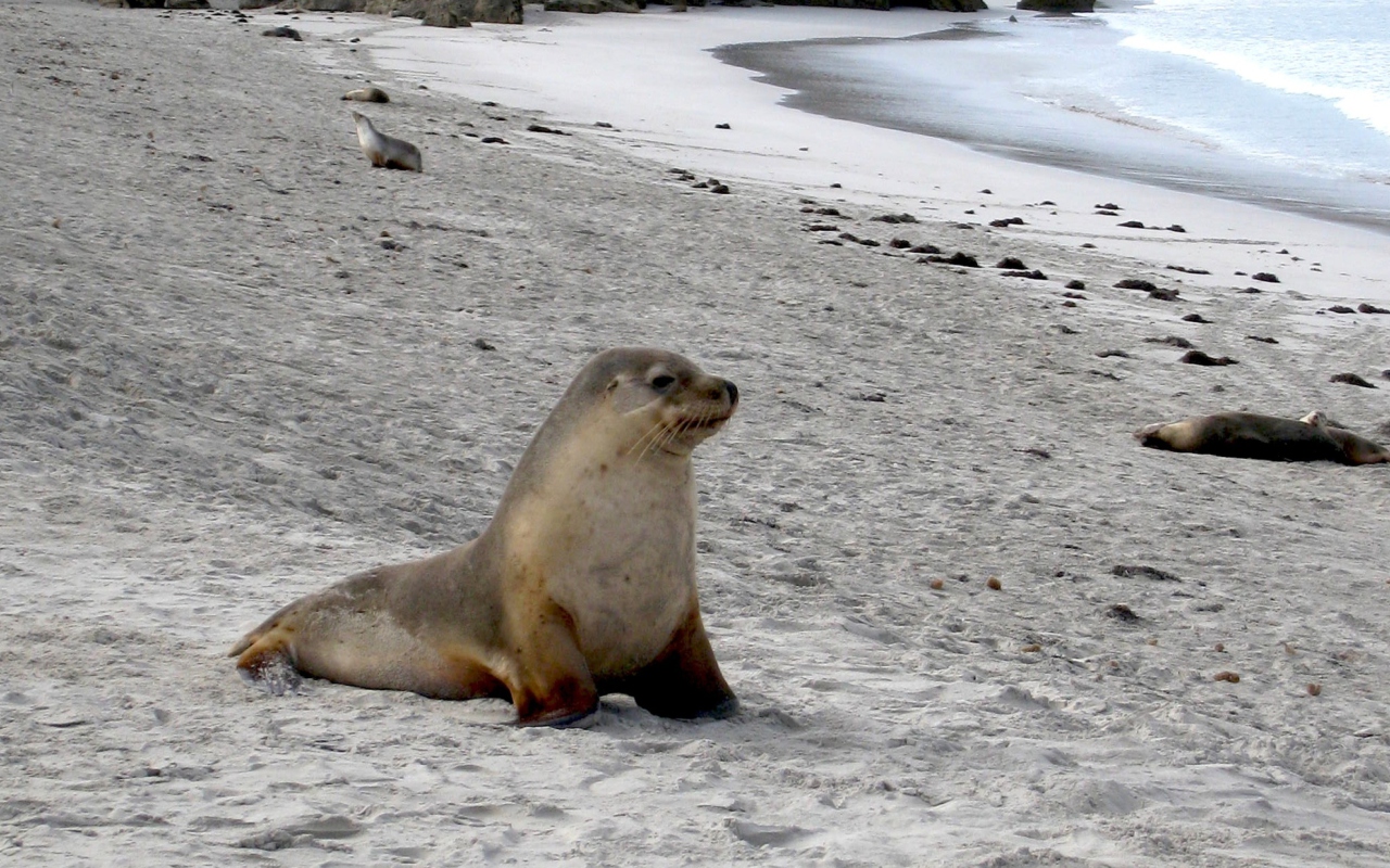 Das Seal Beach Wallpaper 1280x800