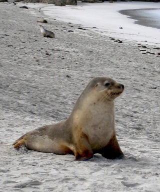 Seal Beach - Obrázkek zdarma pro iPhone 4S