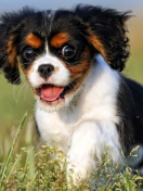 Fondo de pantalla Funny Puppy 132x176