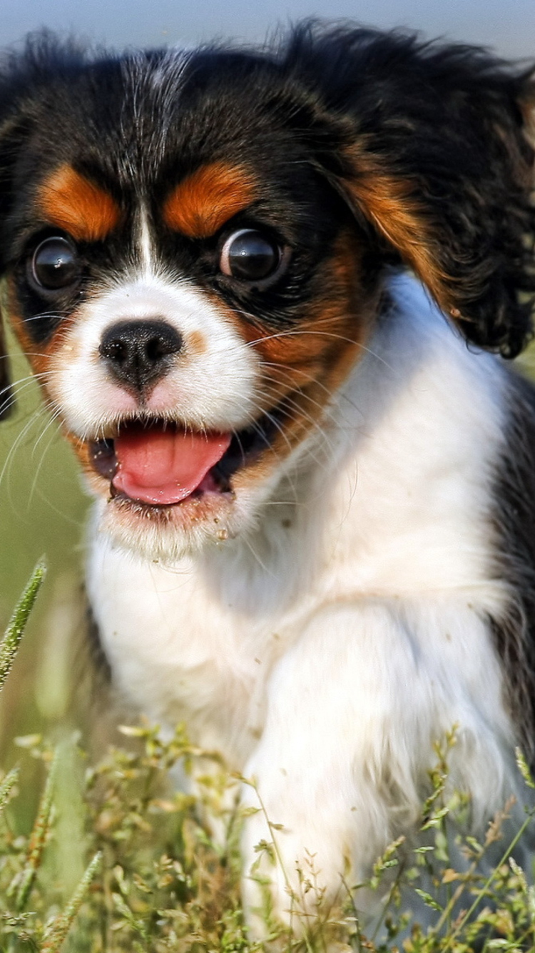 Screenshot №1 pro téma Funny Puppy 750x1334