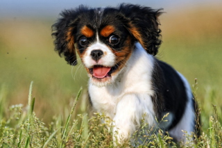 Funny Puppy sfondi gratuiti per cellulari Android, iPhone, iPad e desktop