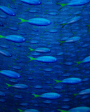 Sfondi Plenty Of Fish In Sea 128x160