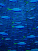 Screenshot №1 pro téma Plenty Of Fish In Sea 132x176