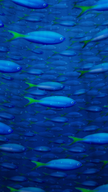 Das Plenty Of Fish In Sea Wallpaper 360x640