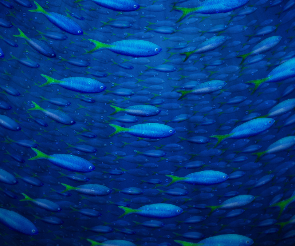Fondo de pantalla Plenty Of Fish In Sea 960x800