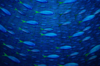Plenty Of Fish In Sea - Obrázkek zdarma pro 1024x600